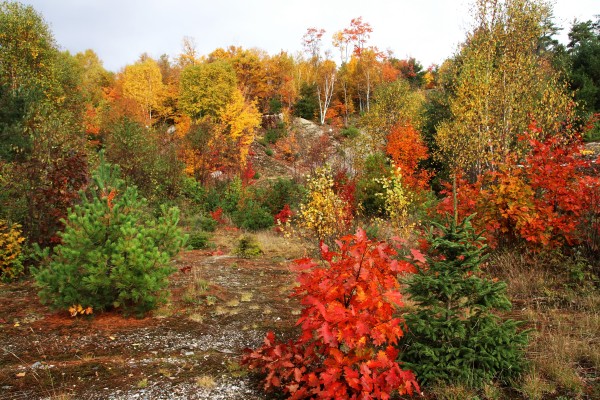 My Favorite Color Is October by Deb Oppermann